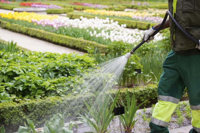 A person watering flowers in a colorful garden with various plants and flowers.