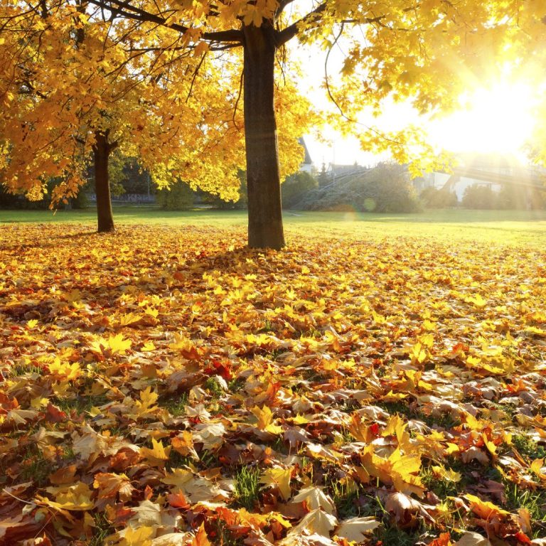 Golden autumn leaves cover the ground under trees, with sunlight streaming through.