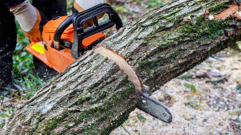 Tree Trimming and removal