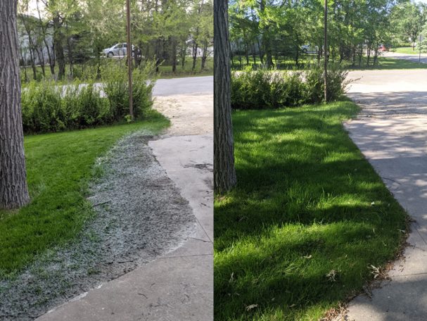 Lush green grass next to a paved walkway and dirt, showing a well-maintained yard.