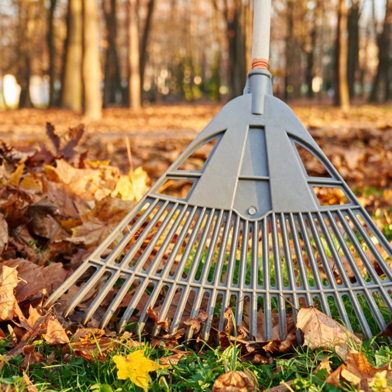 Gray leaf rake resting on fallen leaves in a sunlit park.