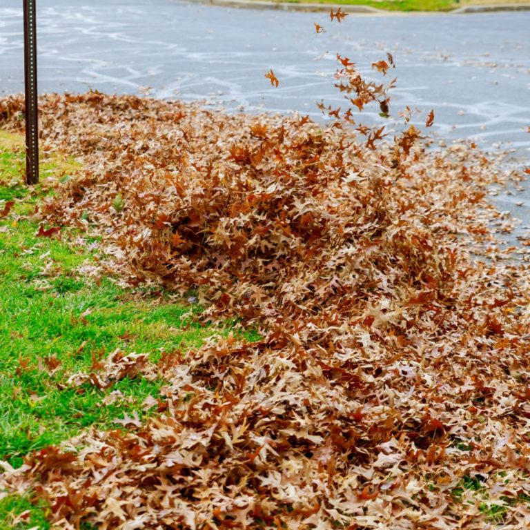 Piles of brown and orange autumn leaves scattered on a grassy area near a road.