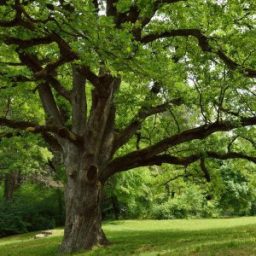 Tree removal Services