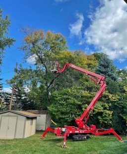 Tree Removal