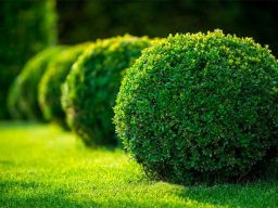 Green, neatly trimmed round bushes in a grassy area.